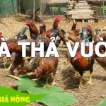 Nuôi gà thả vườn