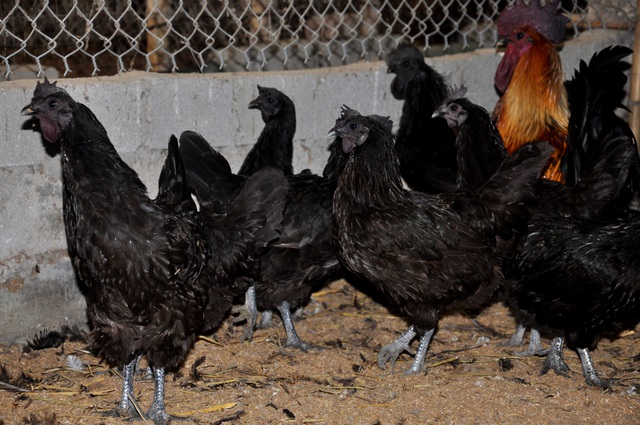 Hướng dẫn kỹ thuật nuôi gà đặc sản hiệu quả cao