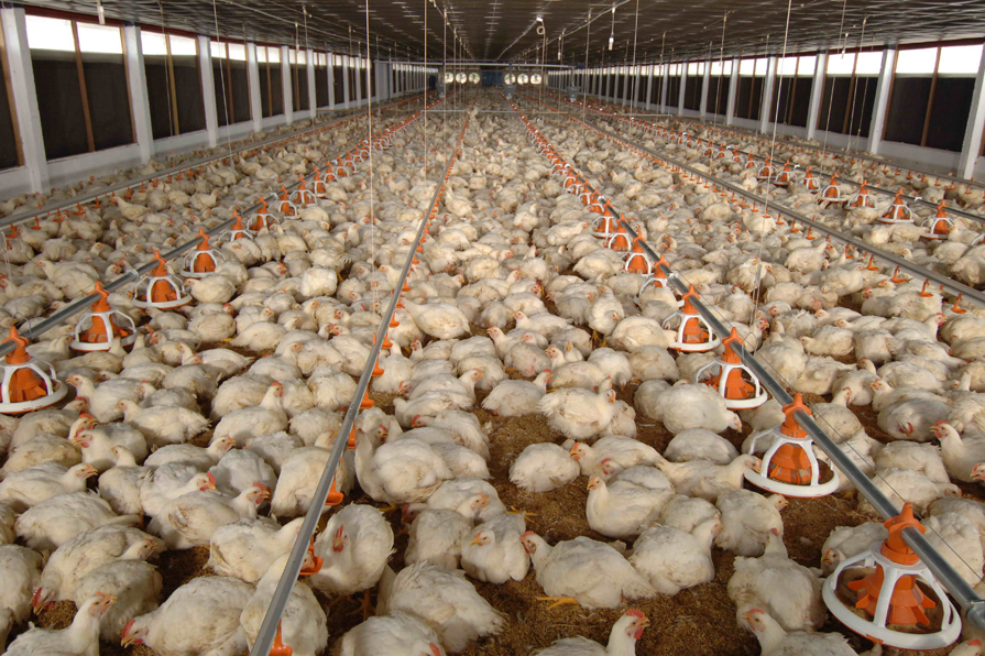 Kỹ thuật chăn nuôi gà công nghiệp thương phẩm