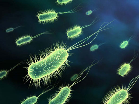 Khuẩn e.coli